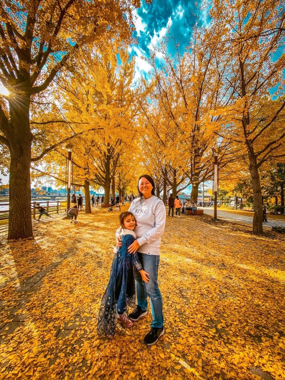 korea in october | asan ginkgo tree road