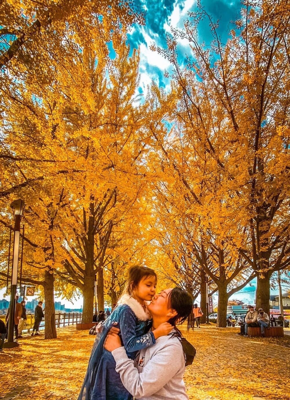 autumn in south korea | asan ginkgo tree road