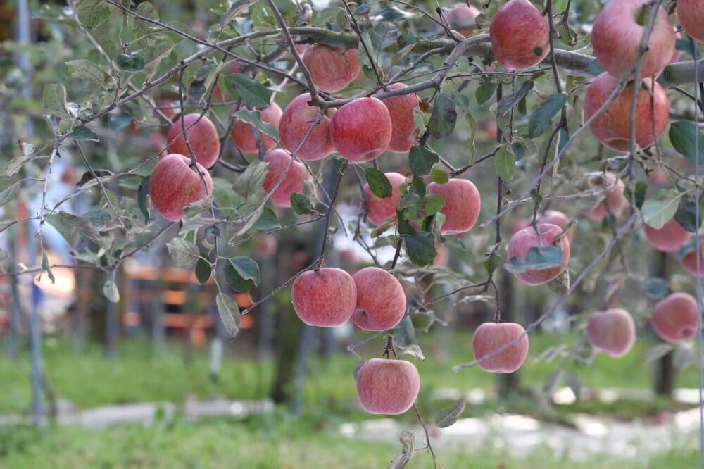 korea in november | cheongsong apples