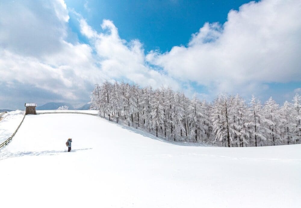 korea in december | daegwallyeong sheep ranch