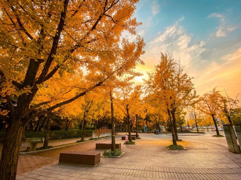 ginkgo trees in seoul korea
