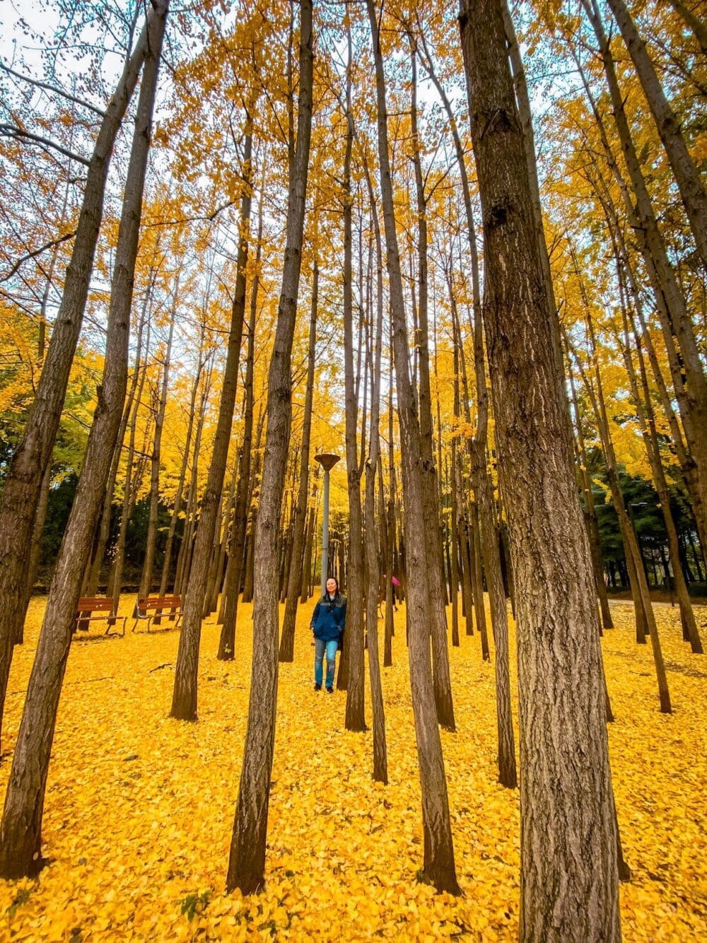 ginkgo trees in seoul