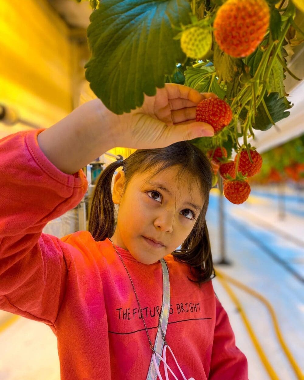 what to eat in seoul in spring | strawberry farm