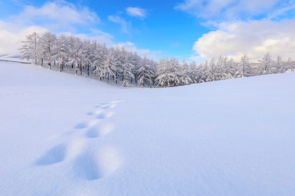 Visiting Korea in February 2026 | Winter Insights from a 15-Year Seoul Expat 12 korea in february | snowfall in gangwondo