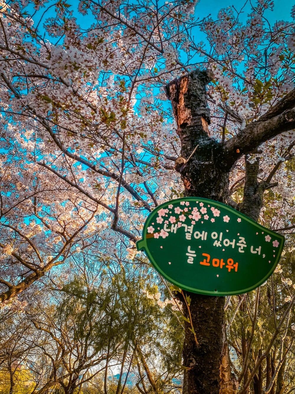 Exploring Korea in March 2026 | A Local's Insider Guide 37 korea in march | cherry blossoms in daegu