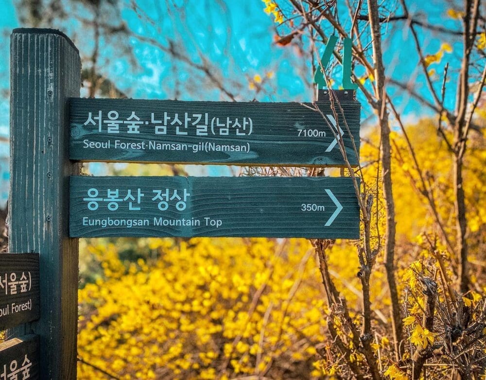Exploring Korea in March 2026 | A Local's Insider Guide 31 korea in march | Eungbongsan Mountain forsythia