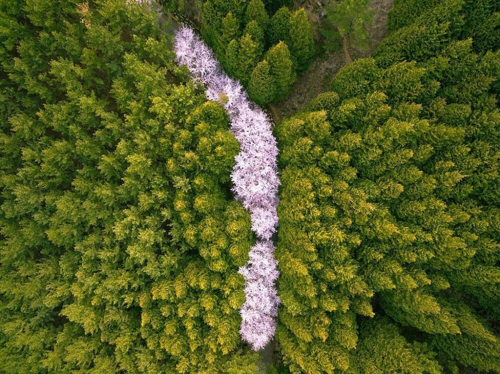 2026 Cherry Blossoms in Korea Forecast | Best Festivals in Seoul, Jinhae, Busan and More 30 cherry blossoms in korea | Hwangnyeongsan Mountain Busan