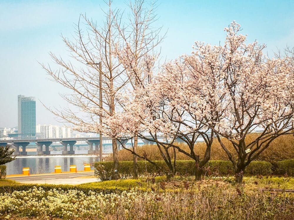 How to Visit the Gwangyang Maehwa Festival 2026 | Korea's First Spring Flowers! 7 maehwa at jamsil hangang park in seoul