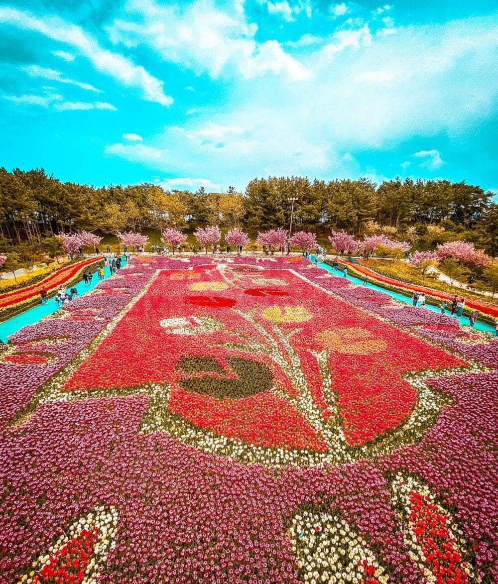 taean tulip festival korea