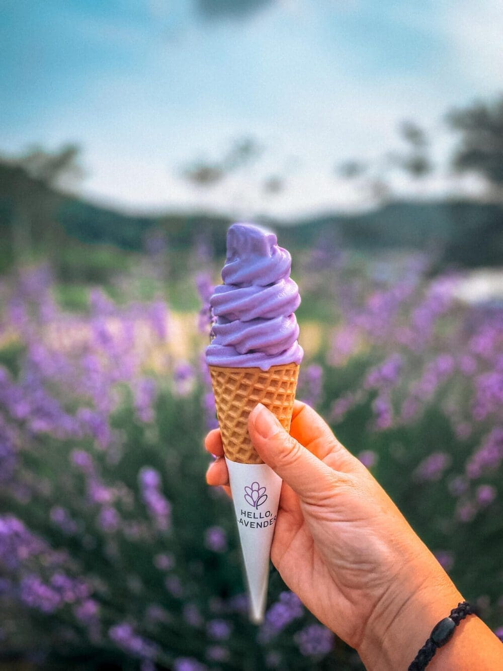 Korea in June 2026 Travel Guide | Lessons from 15 Years in Seoul 22 korea in june | herb one lavender festival