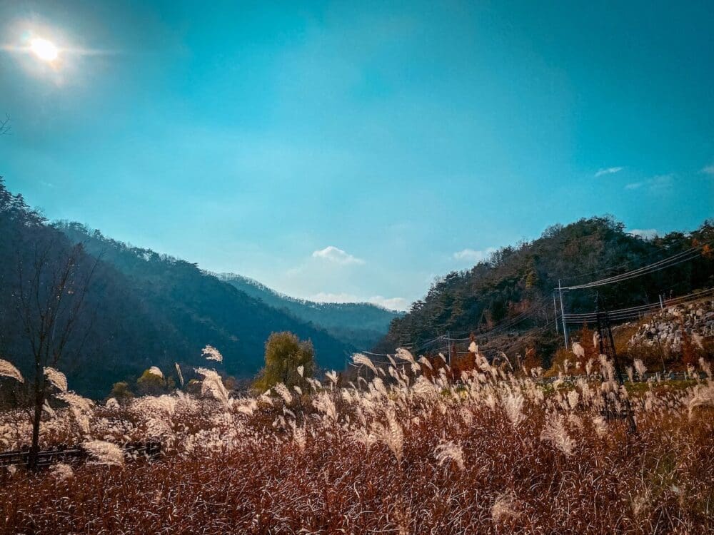 Mancheonha Skywalk | The Spectacular Danyang Landmark with 3 Soaring Wings 18 reed fields / galdae near mancheonha skywalk