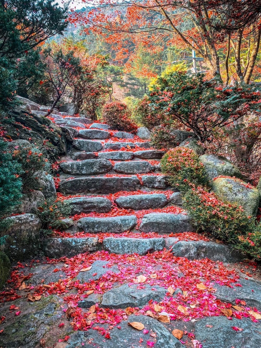 Mancheonha Skywalk | The Spectacular Danyang Landmark with 3 Soaring Wings 6 danyang | guinsa temple in autumn