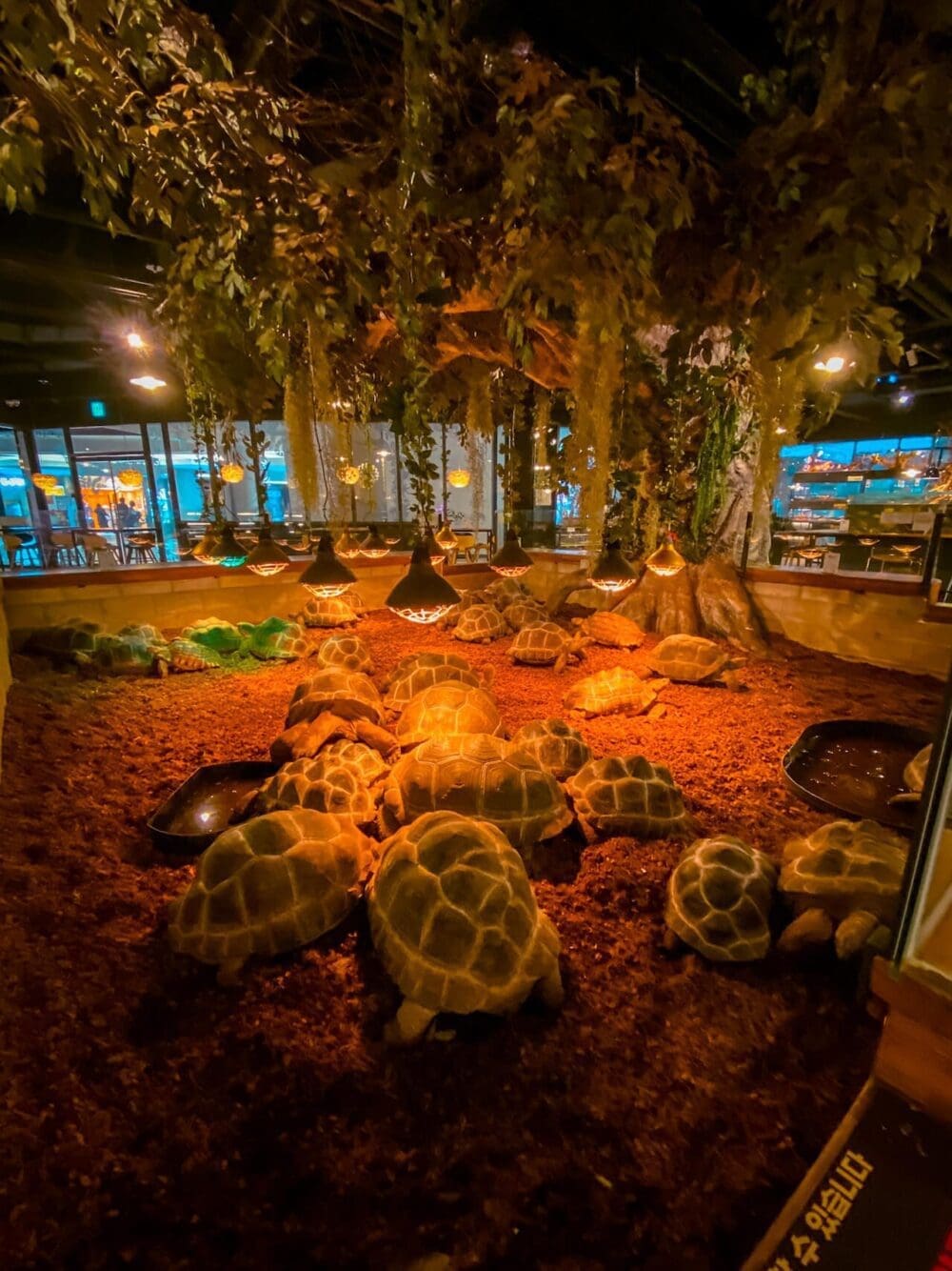 cafe geobugi