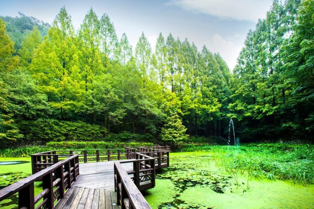 daejeon | jangtaesan recreational forest 