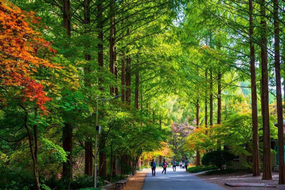 daejeon | jangtaesan recreational forest