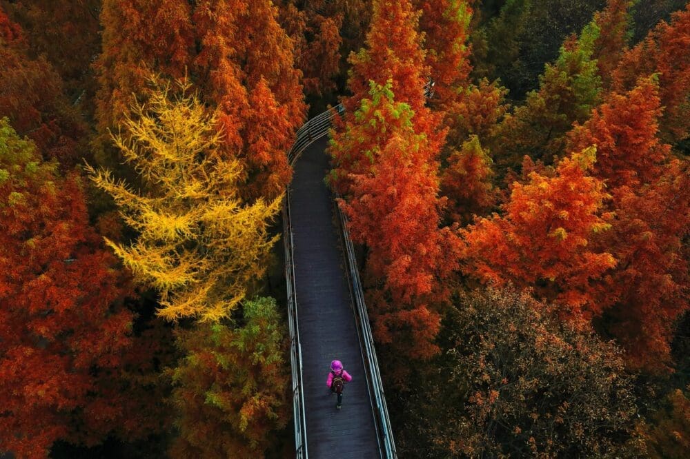 daejeon | jangtaesan recreational forest 