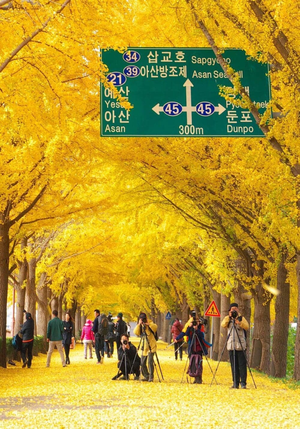 How to Visit Asan Ginkgo Tree Road and its 350 Magnificent Ginkgo Trees 2 asan ginkgo tree road in autumn