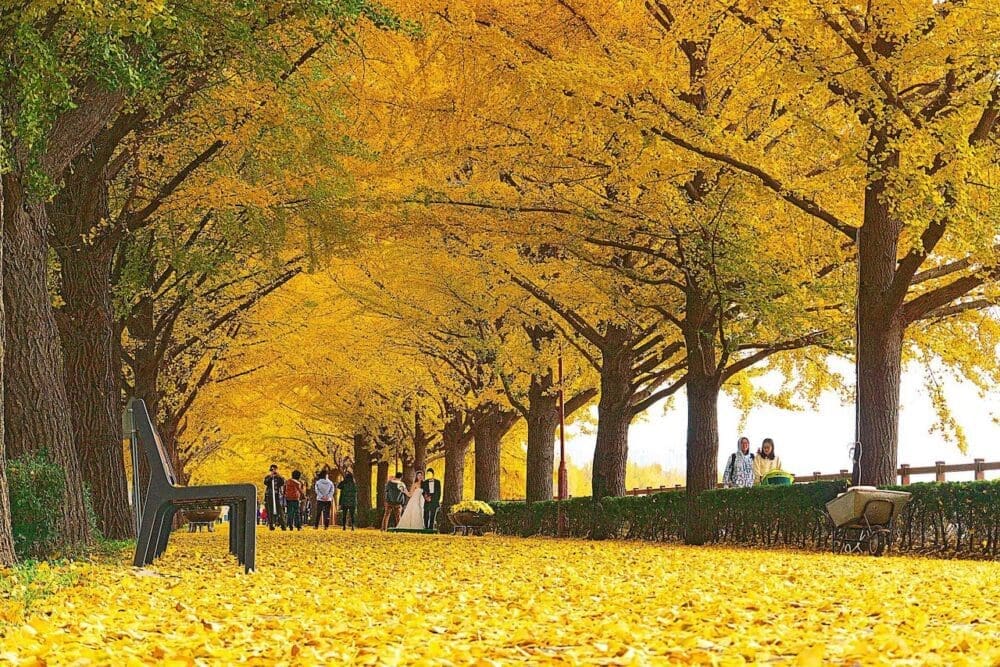 How to Visit Asan Ginkgo Tree Road and its 350 Magnificent Ginkgo Trees 3 asan ginkgo tree road in autumn