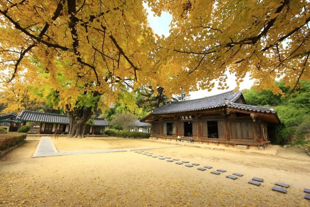 gingko trees in korea | jeonju hyanggyo