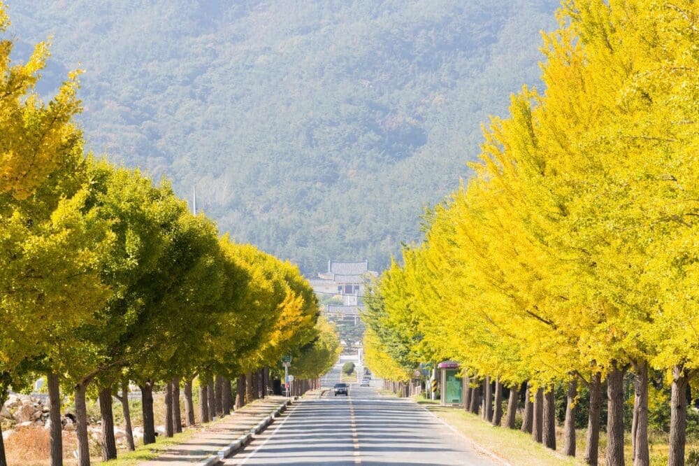 ginkgo tree roads in korea | tongiljeon unification road in gyeongju