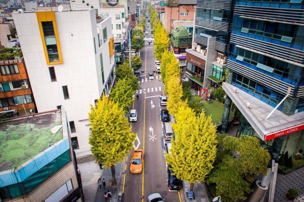ginkgo trees in seoul | garosu-gil
