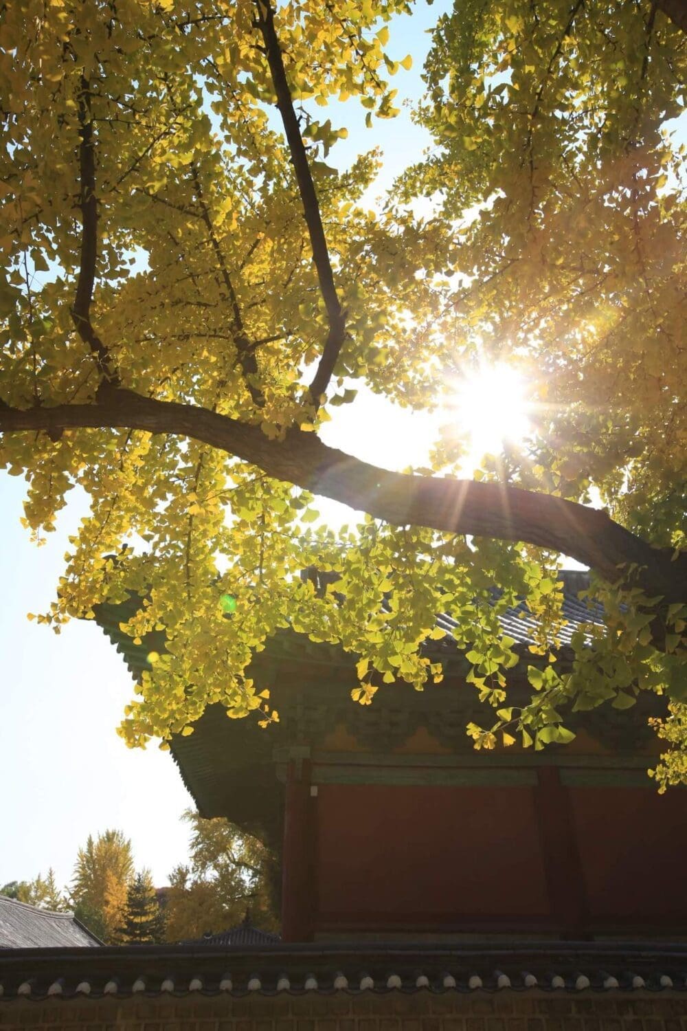ginkgo trees in seoul | munmyo