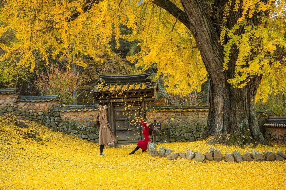 ginkgo trees in korea | geumsidang in miryang 