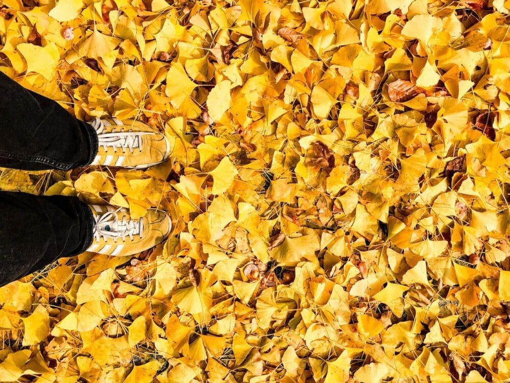 ginkgo leaves in seoul korea