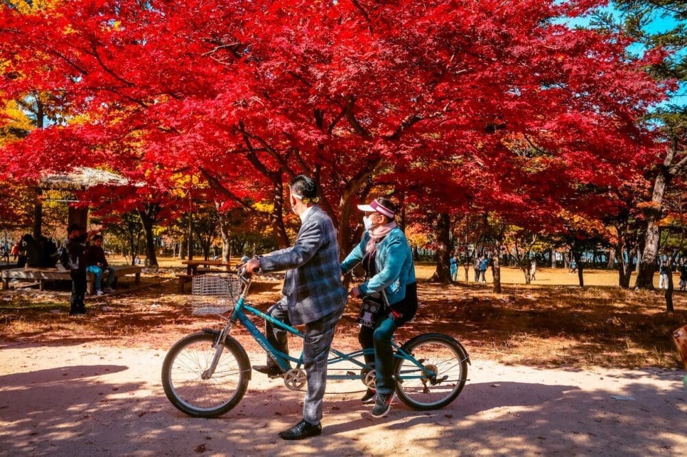 How to Visit Asan Ginkgo Tree Road and its 350 Magnificent Ginkgo Trees 14 nami island | bicycle rental in korea