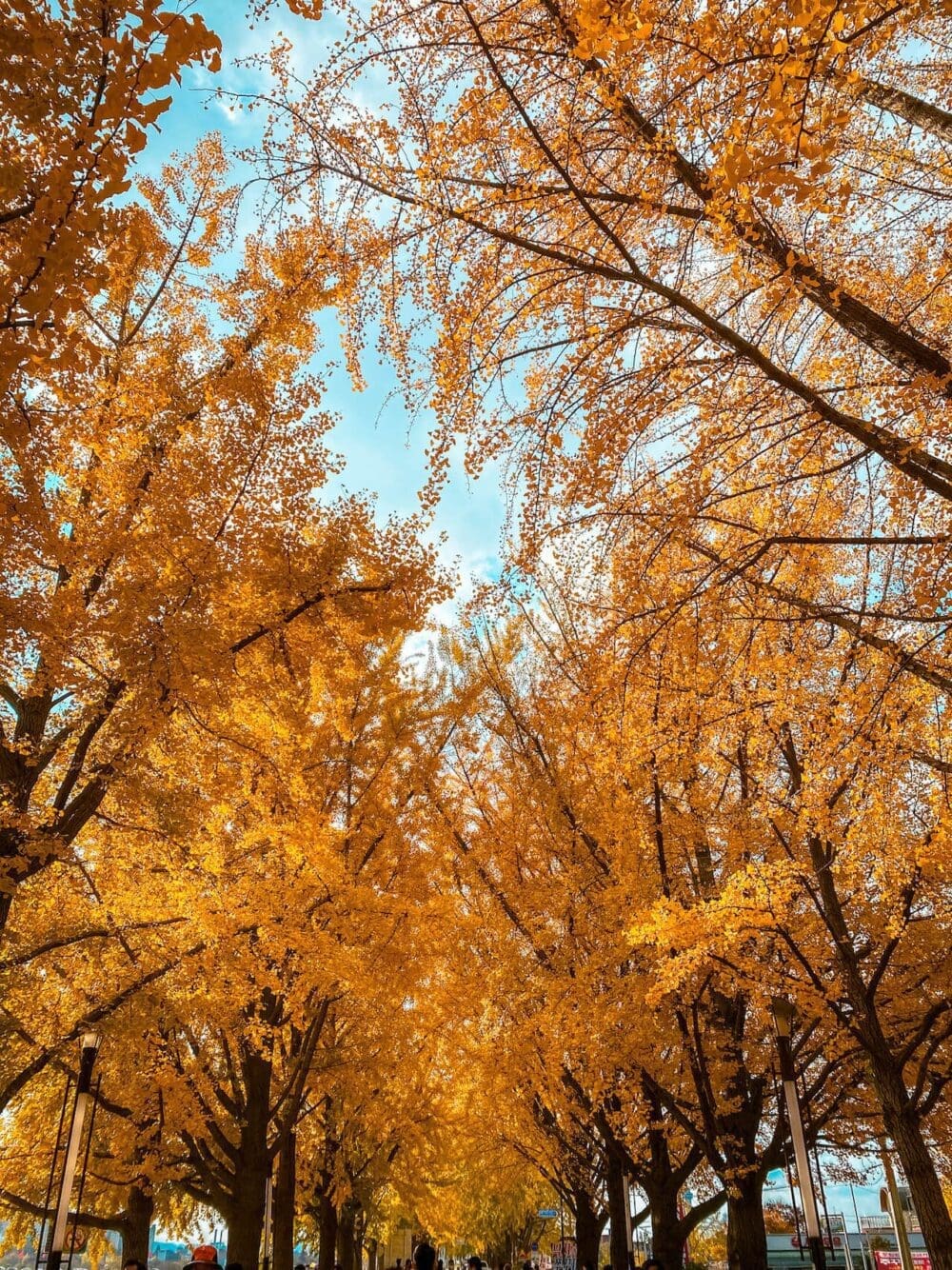 How to Visit Asan Ginkgo Tree Road and its 350 Magnificent Ginkgo Trees 11 asan ginkgo tree road in autumn