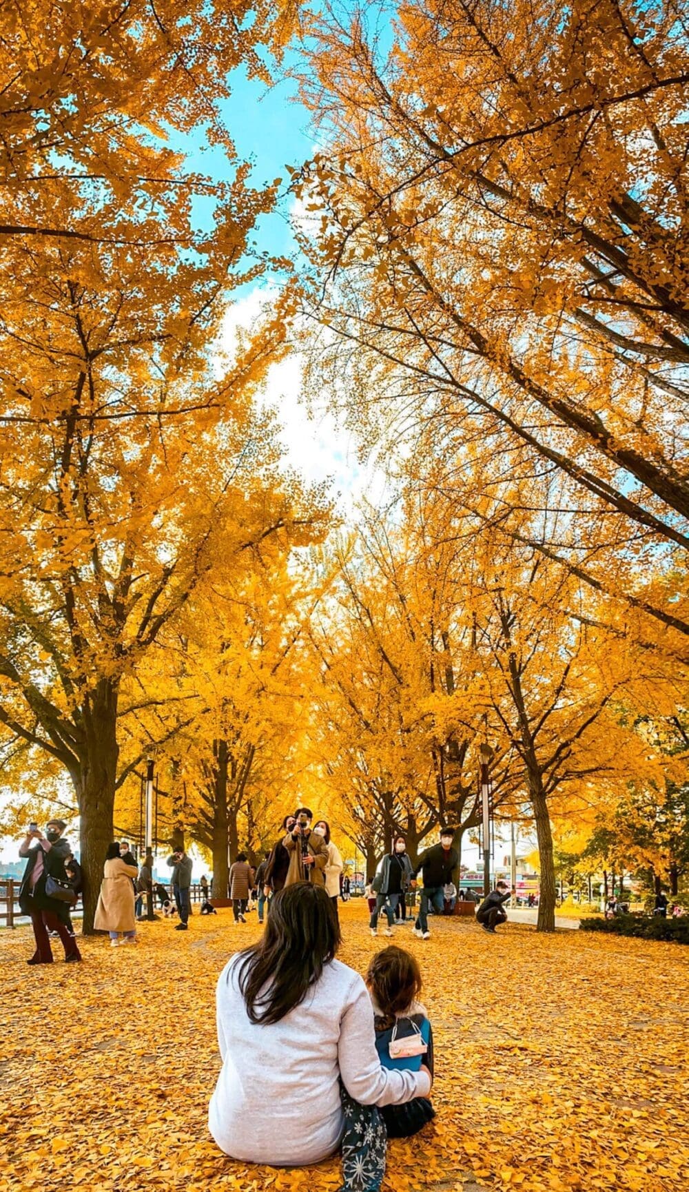 How to Visit Asan Ginkgo Tree Road and its 350 Magnificent Ginkgo Trees 1 asan ginkgo tree road in autumn