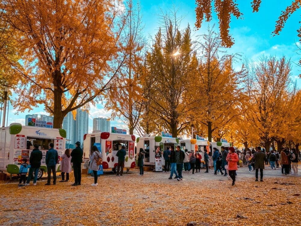 How to Visit Asan Ginkgo Tree Road and its 350 Magnificent Ginkgo Trees 16 food trucks at asan ginkgo tree road in autumn