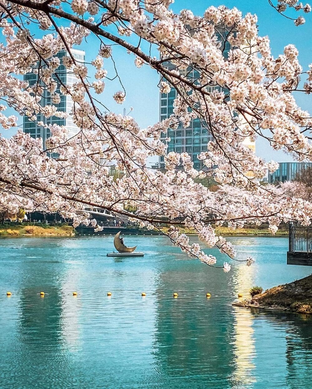 How to Visit the Seokchon Lake Cherry Blossom Festival 2026 13 seokchon lake cherry blossom festival