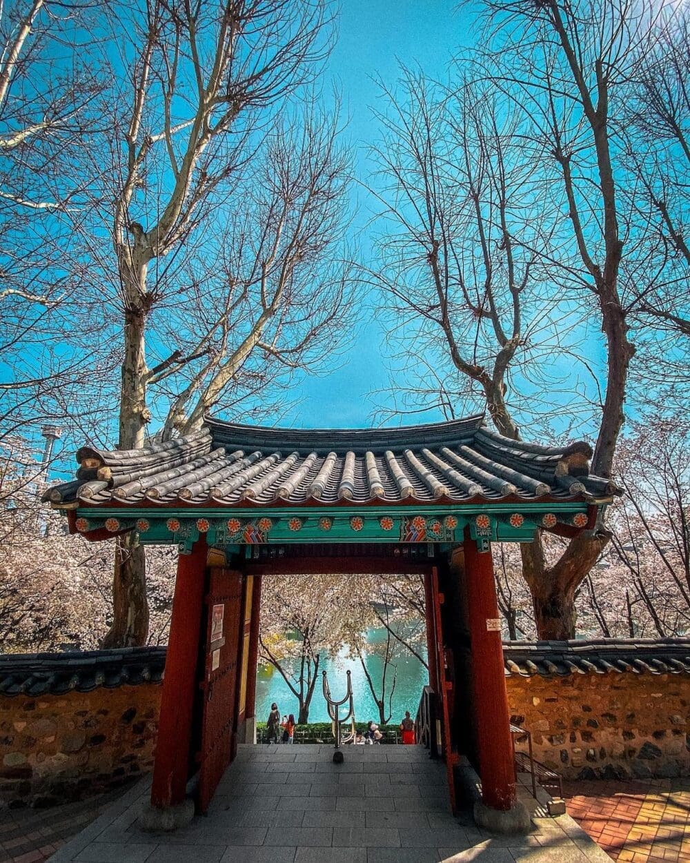 cherry blossoms at seokchon lake in spring