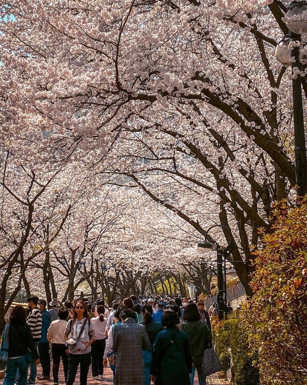 korean cherry blossoms | seokchon lake