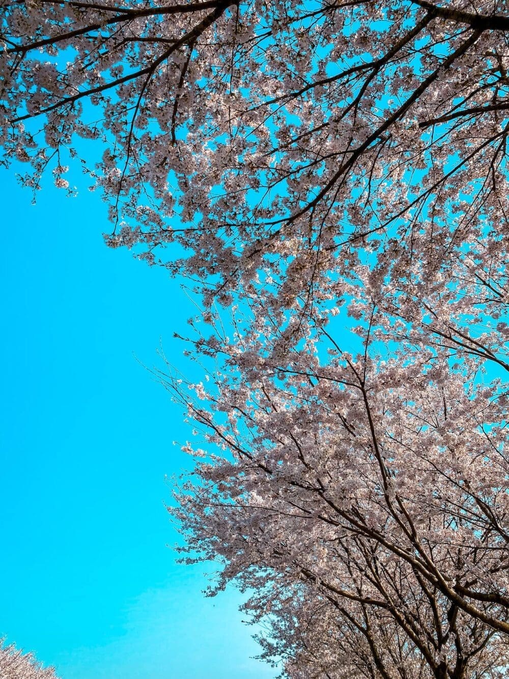 korean cherry blossoms