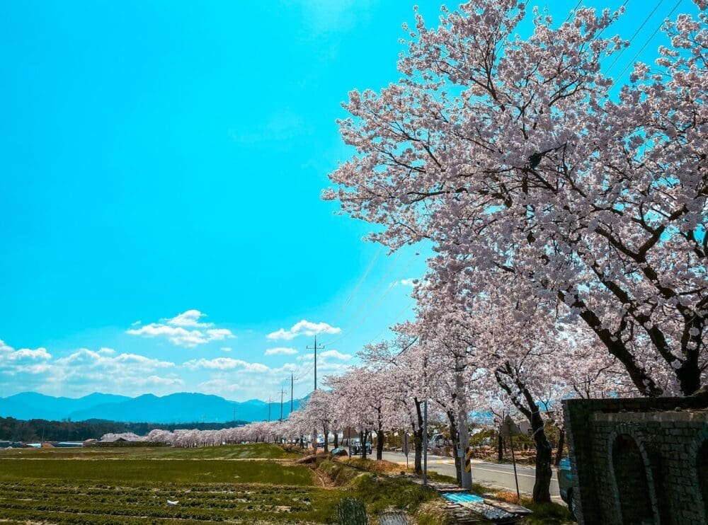 cherry blossom in gurye, south korea