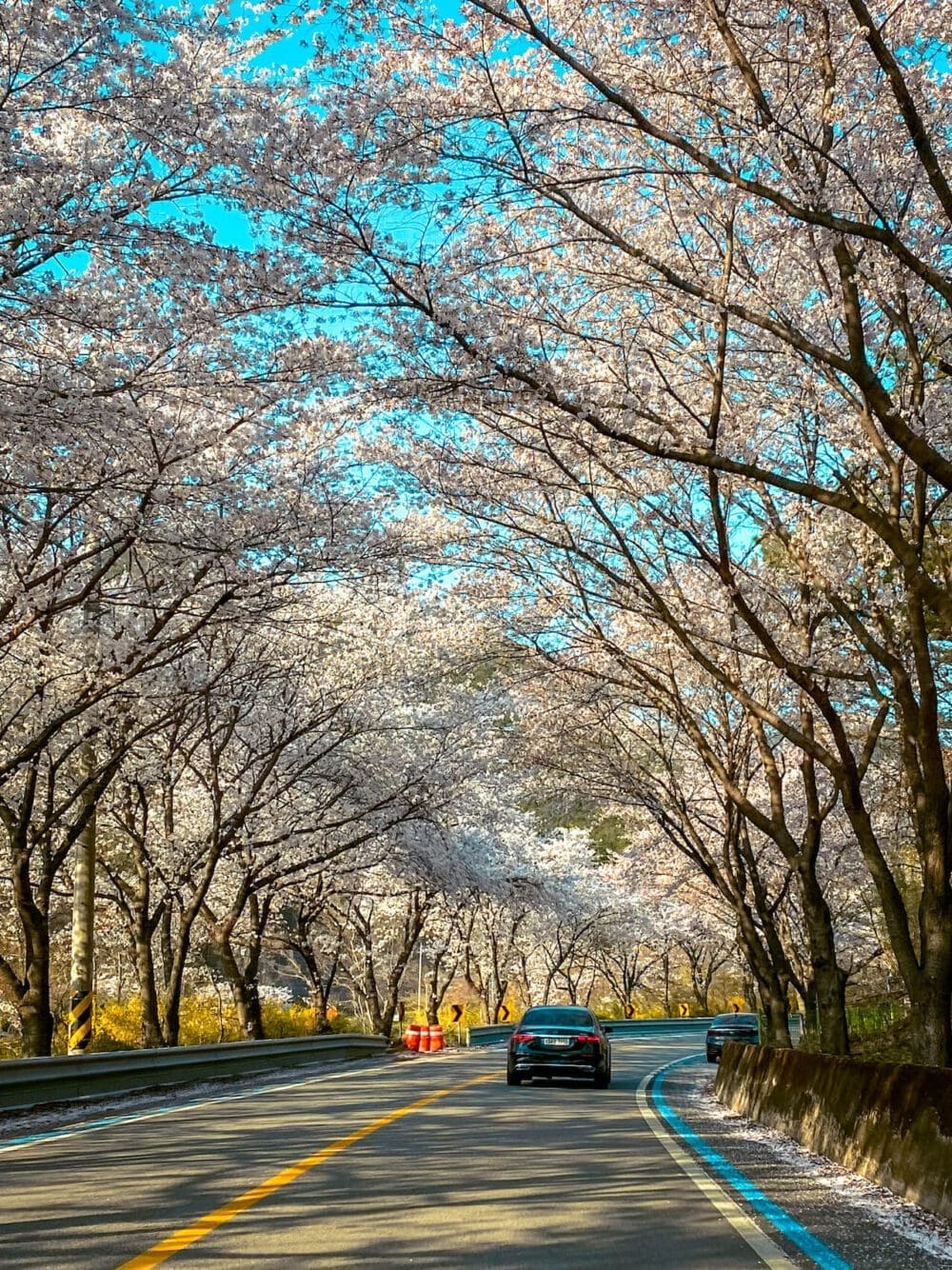 korean cherry blossom tunnel