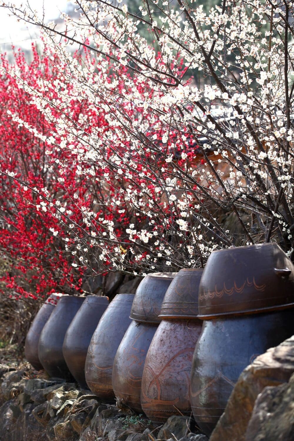How to Visit the Gwangyang Maehwa Festival 2026 | Korea's First Spring Flowers! 3 gwangyang maehwa festival | plum blossoms