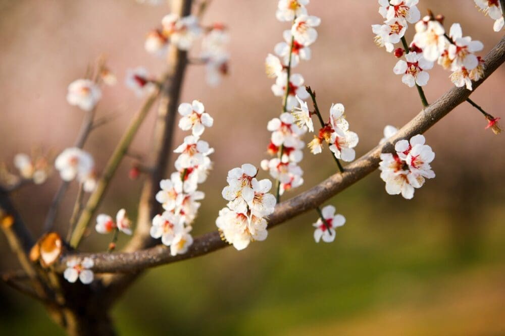 How to Visit the Gwangyang Maehwa Festival 2026 | Korea's First Spring Flowers! 8 maehwa plum blossoms in korea