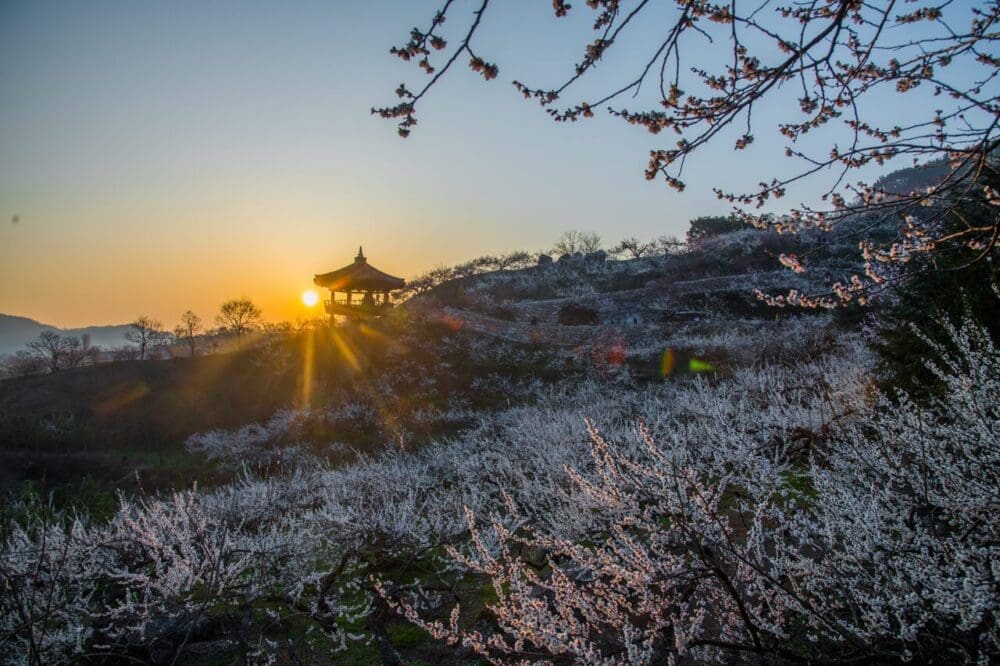 How to Visit the Gwangyang Maehwa Festival 2026 | Korea's First Spring Flowers! 15 gwangyang maehwa village sunset