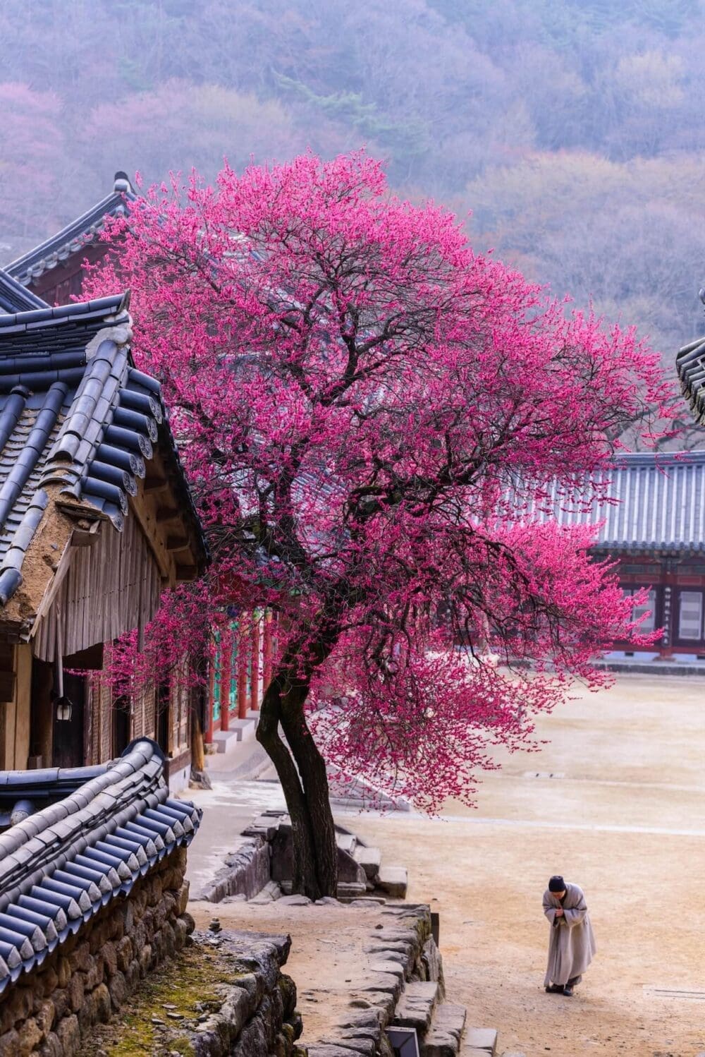 How to Visit the Gwangyang Maehwa Festival 2026 | Korea's First Spring Flowers! 18 red plum blossoms at hwaeomsa temple in gurye