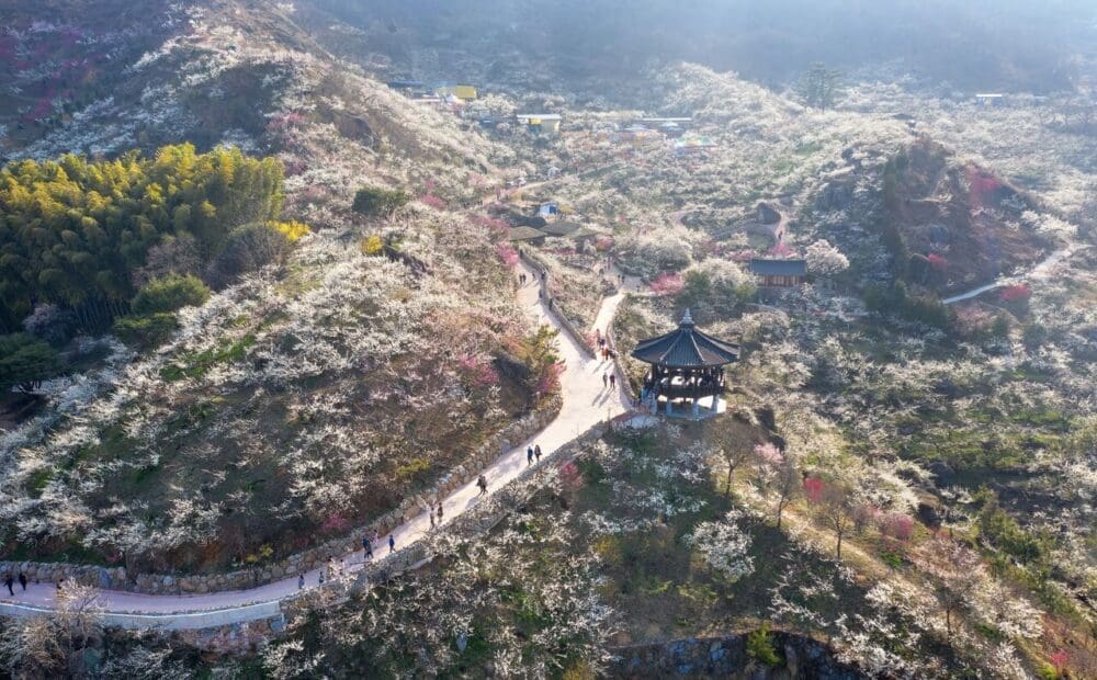 How to Visit the Gwangyang Maehwa Festival 2026 | Korea's First Spring Flowers! 11 Gwangyang Maehwa Village
