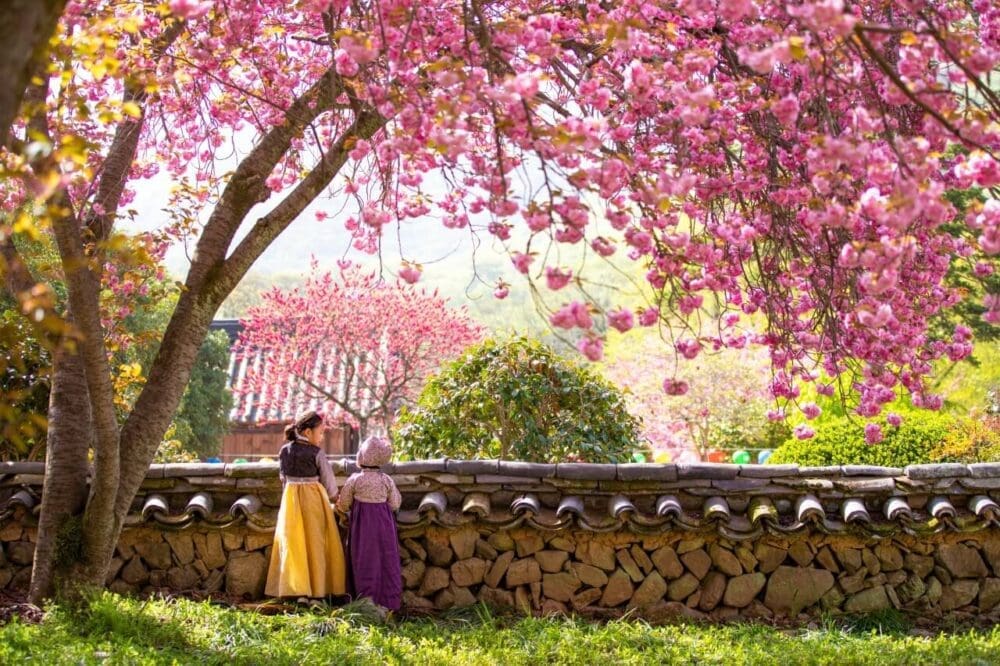 2026 Cherry Blossoms in Korea Forecast | Best Festivals in Seoul, Jinhae, Busan and More 10 king cherry blossoms in korea
