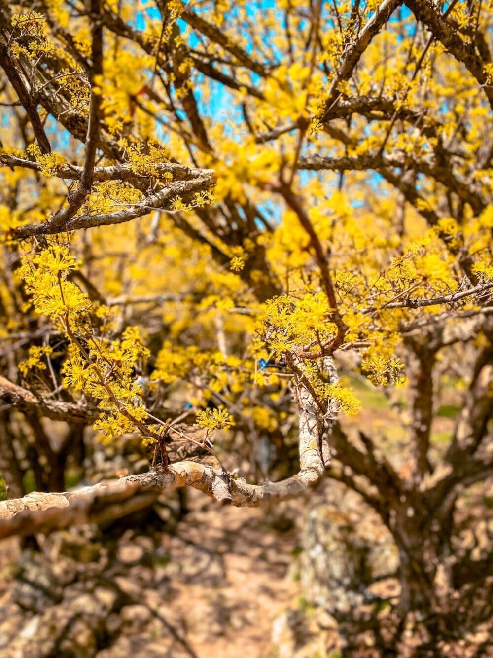 How to Visit the Gwangyang Maehwa Festival 2026 | Korea's First Spring Flowers! 17 gurye sansuyu festival