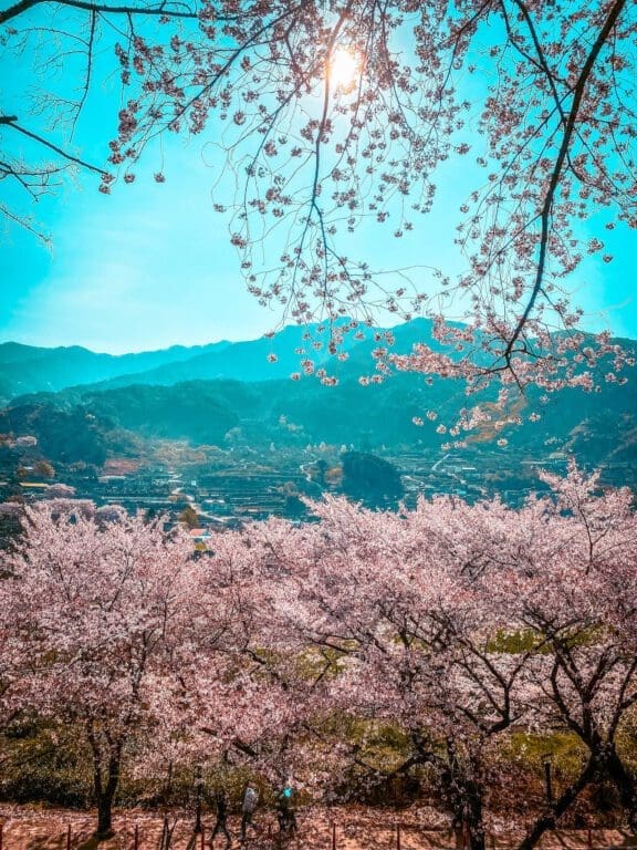 2026 Cherry Blossoms in Korea Forecast | Best Festivals in Seoul, Jinhae, Busan and More 6 cherry blossoms in korea