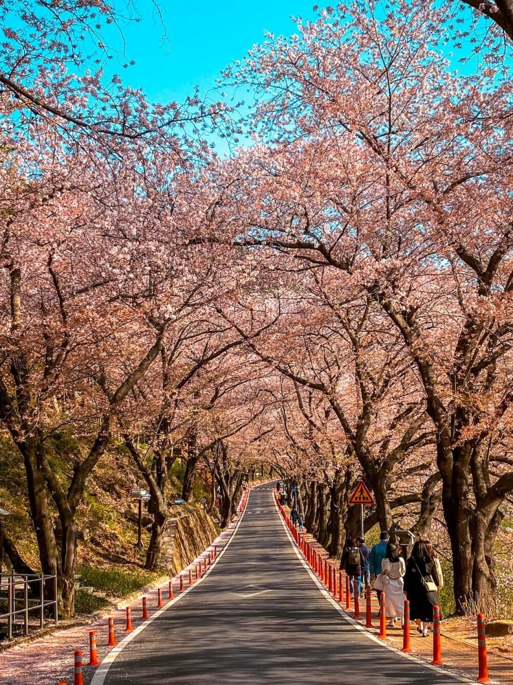 simni cherry blossom road hadong korea