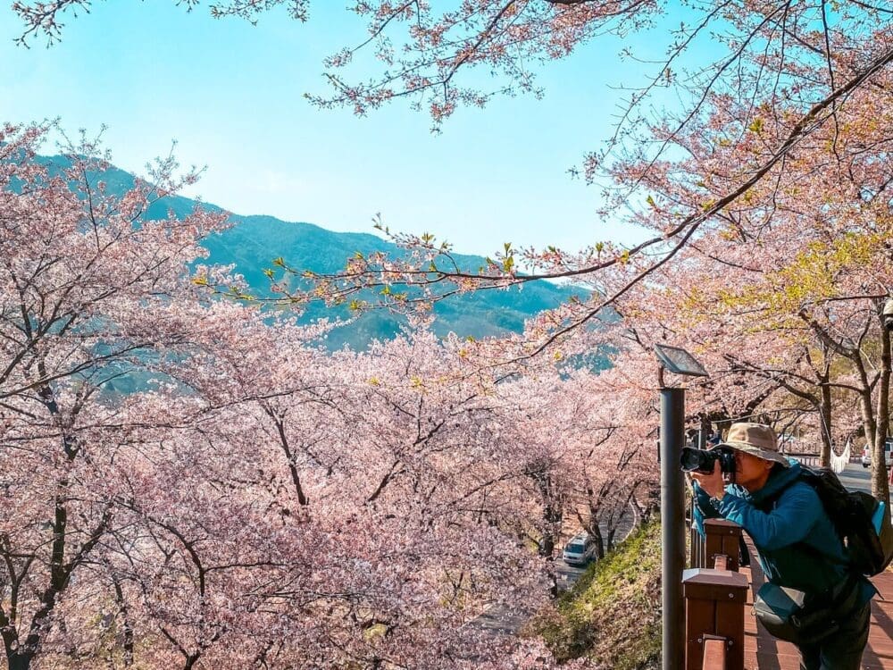 cherry blossoms in south korea