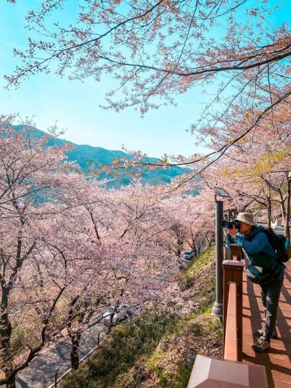Lotus Lantern Festival in Seoul 2026 | 7 Inspiring Things to See at YeonDeungHoe 5 10-ri cherry blossom trail in hadong, south korea