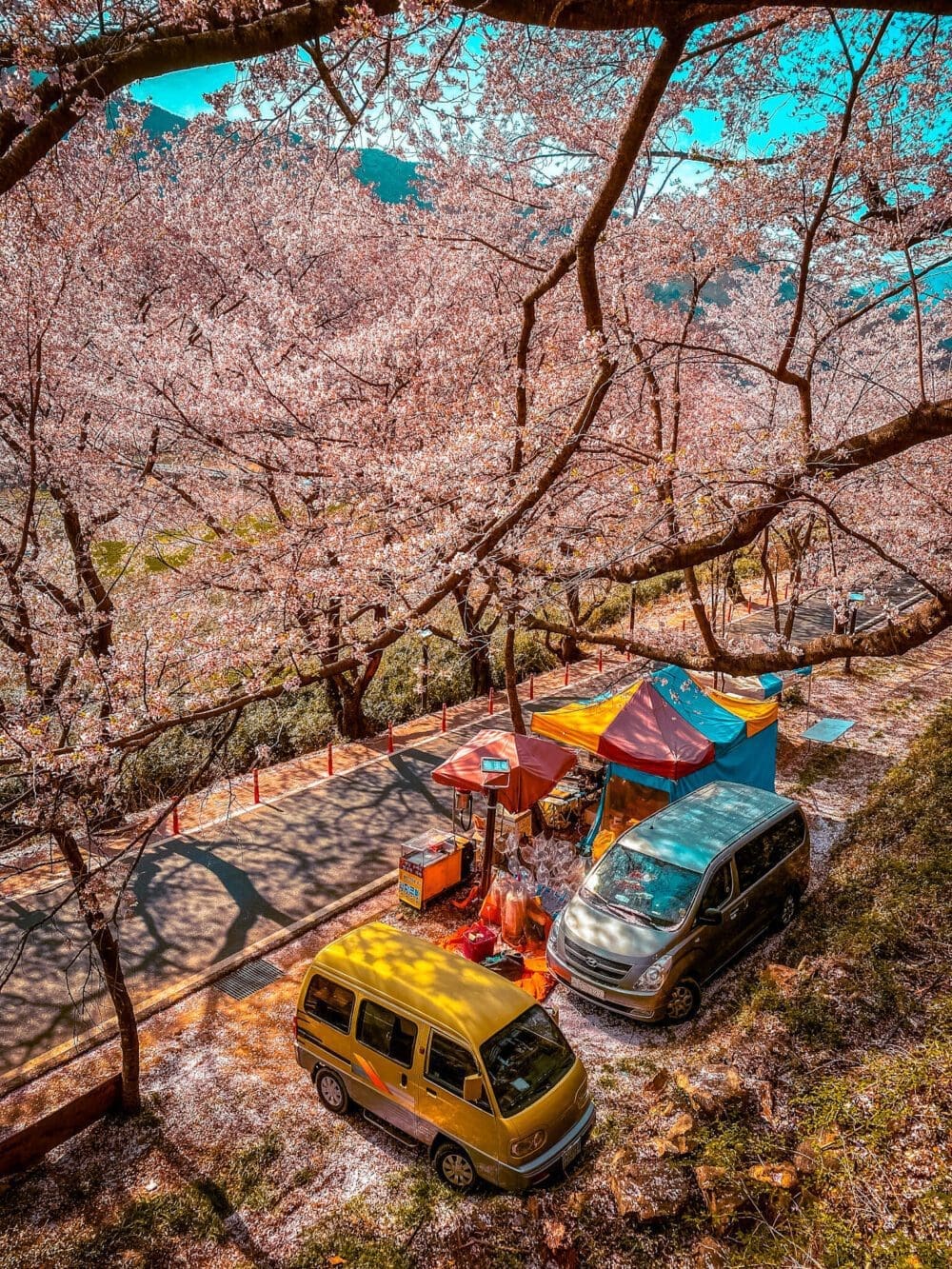 korean cherry blossoms | hadong simni cherry blossom road